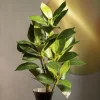 HOMLA Galazka Sztuczna Edera Liscie 79 Cm Best