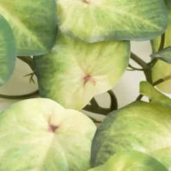 HOMLA Girlanda Z Lisci Sztuczna Tropical Zone Koleus 172 Cm Clearance
