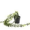 HOMLA Roslina Sztuczna Eucalyptus W Donicy Wiszaca 50 Cm Zielony