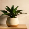 HOMLA Roslina Sztuczna Semela Agawa 38 Cm Clearance