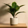 HOMLA Roslina Sztuczna Semela Difenbachia 36 Cm Discount