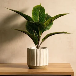 HOMLA Roslina Sztuczna Semela Difenbachia 36 Cm Discount