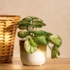 HOMLA Roslina Sztuczna Semela Epipremnum Zlocista 18 Cm Sale