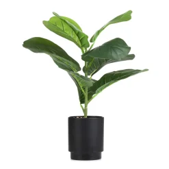 HOMLA Roslina Sztuczna Semela Fikus 43 Cm Outlet