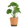 HOMLA Roslina Sztuczna Semela Pelargonia 25 Cm Hot