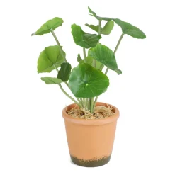 HOMLA Roslina Sztuczna Semela Pelargonia 25 Cm Hot
