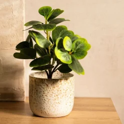 HOMLA Roslina Sztuczna Semela Peperomia 30 Cm Best