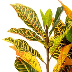 HOMLA Roslina Sztuczna Tropical Zone Chameleon 120 Cm New